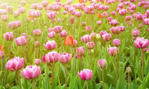 Nature Spring Background of Blossom Tulips Flowers.