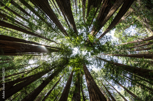 Mighty Redwoods © Benjamin M. Weilert