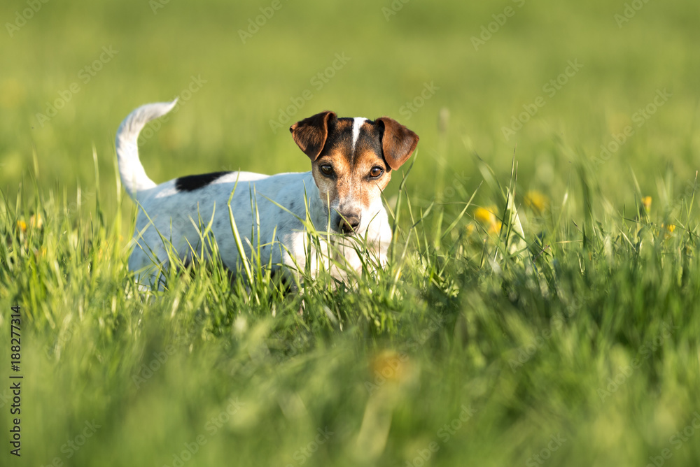 Dog is standing sensually in a meadow with dandelions. Cute Jack Russell Terrier. Hair style smooth, 10 years old