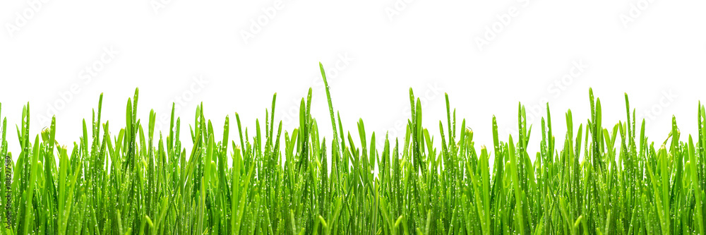 Fototapeta premium fresh spring green grass with drops of dew, isolated on white background, border design panoramic banner