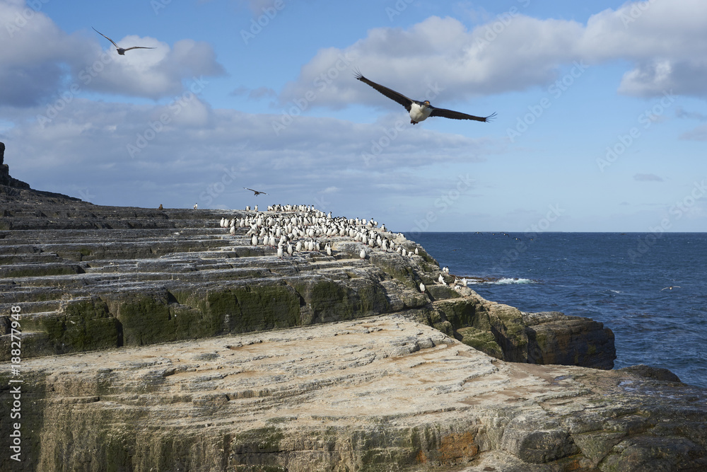 Large group of Imperial Shag (Phalacrocorax atriceps albiventer) on the coast of Bleaker Island on the Falkland Islands Large group of Imperial Shag (Phalacrocorax atriceps albiventer) on the coast of Bleaker Island on the Falkland Islands