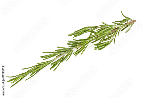 Twig of rosemary isolated on a white background