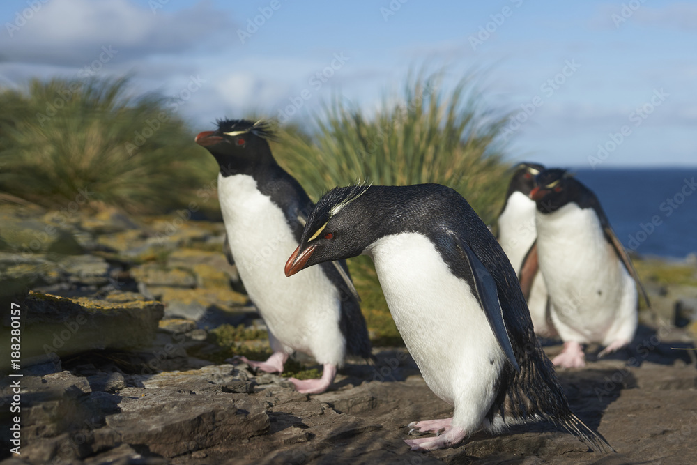 Obraz premium Rockhopper Penguins (Eudyptes chrysocome) return to their colony on the cliffs of Bleaker Island in the Falkland Islands