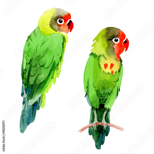 Sky birds small parrots in a wildlife by watercolor style isolated. Wild freedom, bird with a flying wings. Aquarelle bird for background, texture, pattern, frame, border or tattoo.