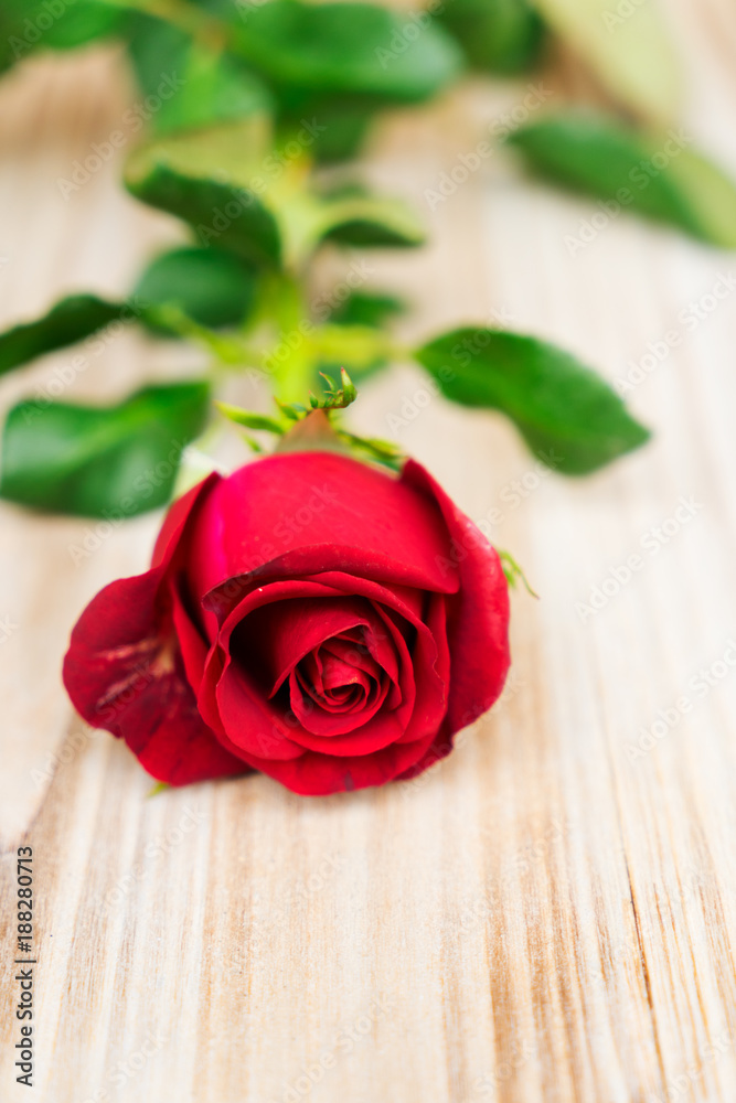 Red rose still life