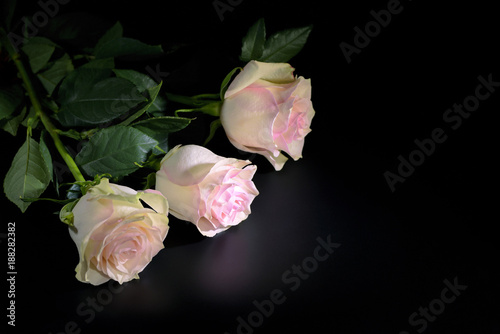 Three pink roses closeup on black background