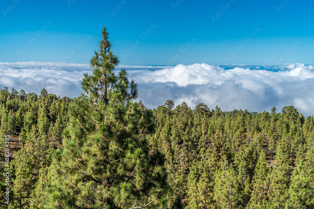 Kiefernwald im Teide Nationalpark auf Teneriffa über den Wolken