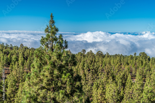 Kiefernwald im Teide Nationalpark auf Teneriffa über den Wolken