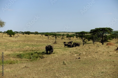 Elefanten Herde Serengeti © Daniel