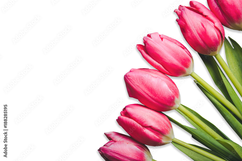 Pink tulip flowers isolated on white background. Pink tulip flowers isolated on white background.