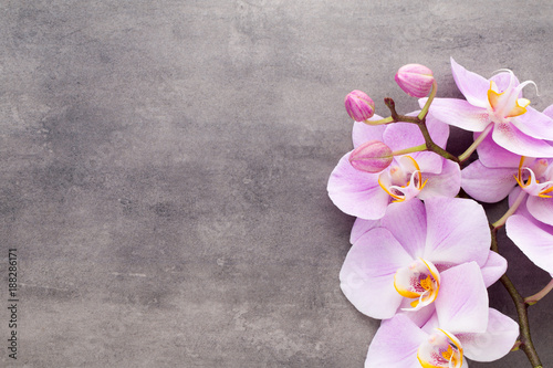 Fototapeta Naklejka Na Ścianę i Meble -  Pink orchid flower on a gray textured background, space for a text.
