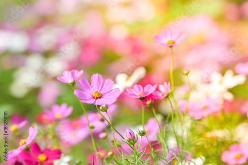 Pink cosmos flower in cosmos field.