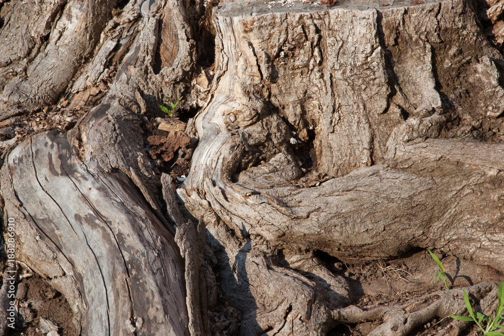 Tree stump for textured natural background Tree stump for textured natural background