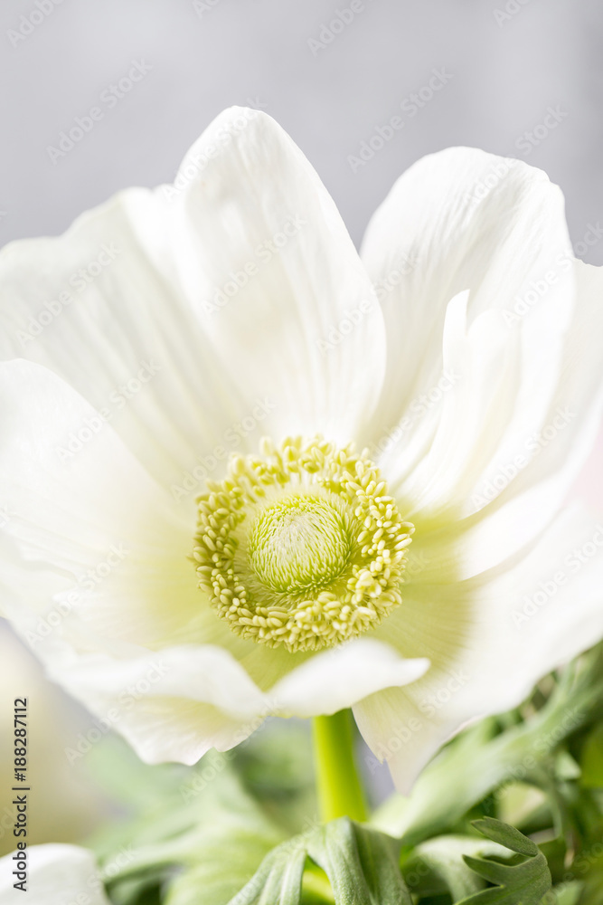 Obraz premium Close-up of a white anemones. Flowers of winter season. Stamens and pistils. Great light background. Macro.
