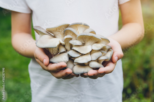 Child holds the hands of a bunch of oyster mushrooms