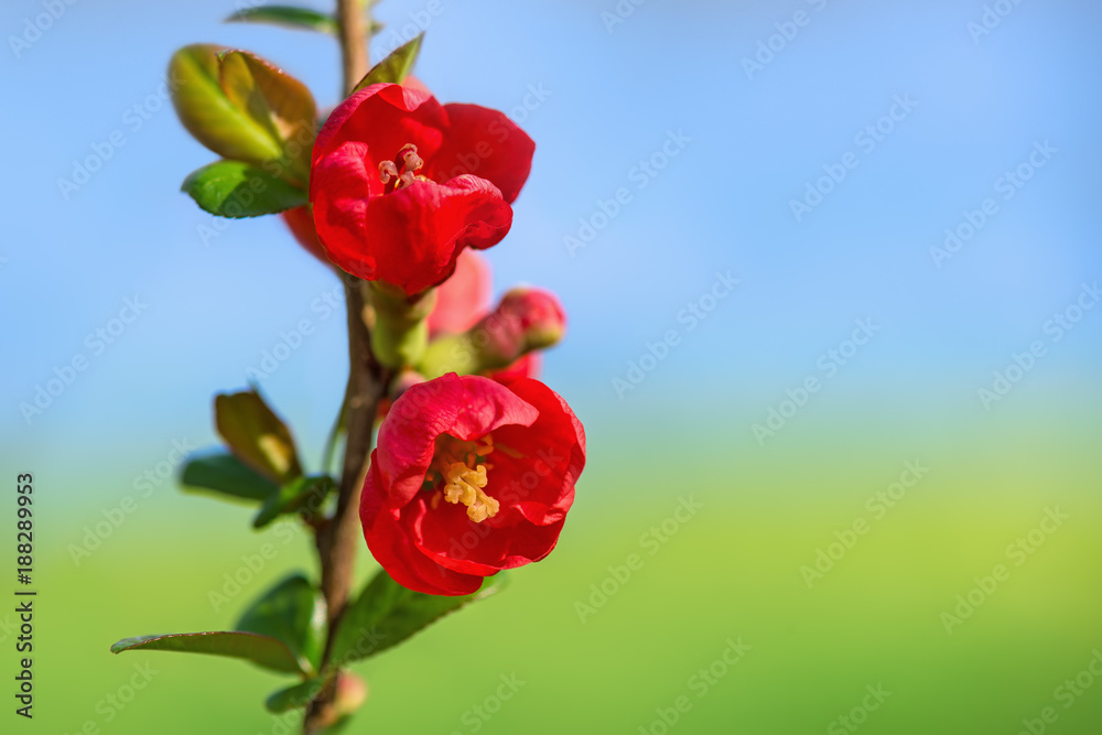 Quitte ist am blühen in Farbe rot im Frühling bei Nahaufnahme mit Textfreiraum Quitte ist am blühen in Farbe rot im Frühling bei Nahaufnahme mit Textfreiraum