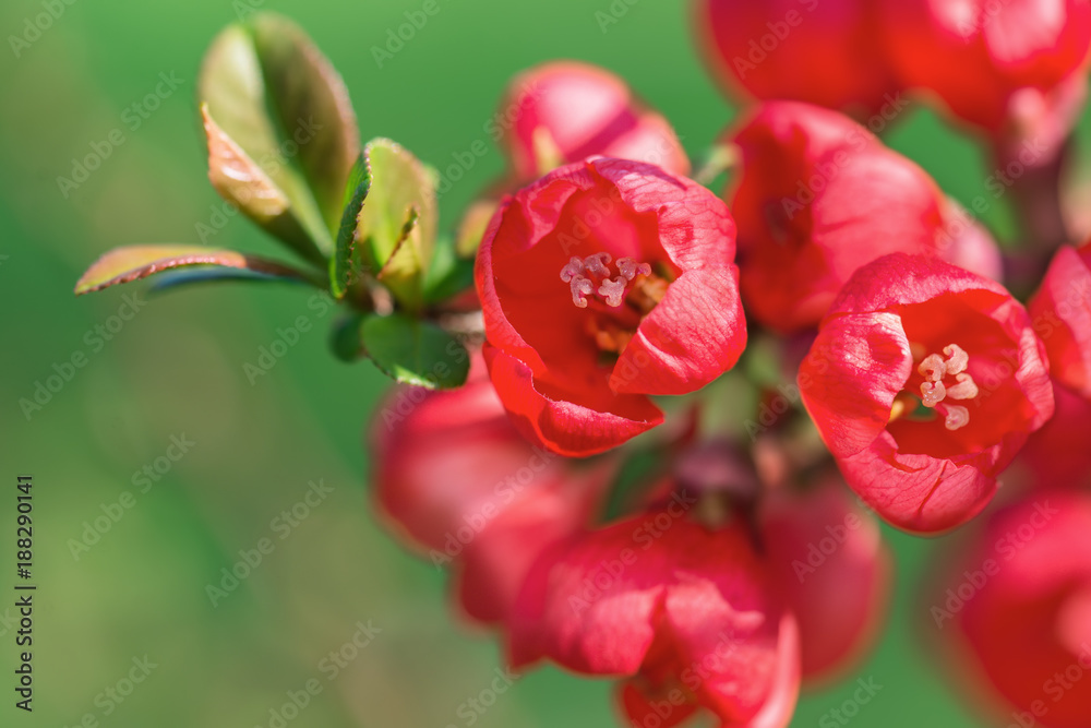 Quitte blühen rot im Frühling Quitte blühen rot im Frühling