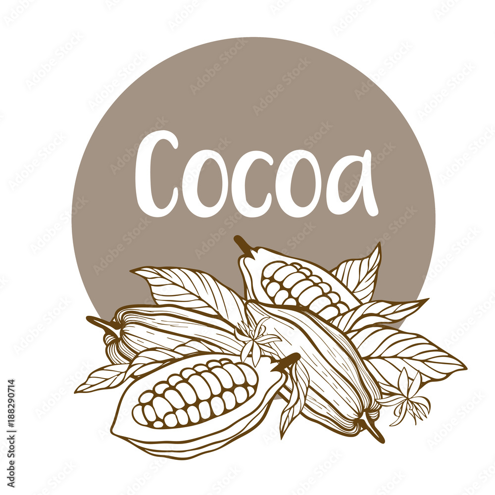 Cocoa beans illustration. Chocolate cocoa beans.