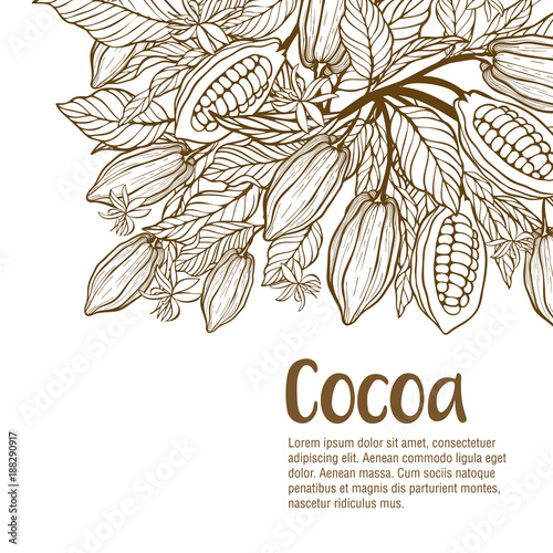 Cocoa beans illustration. Chocolate cocoa beans.