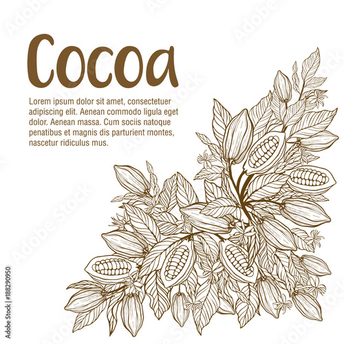 Cocoa beans illustration. Chocolate cocoa beans.