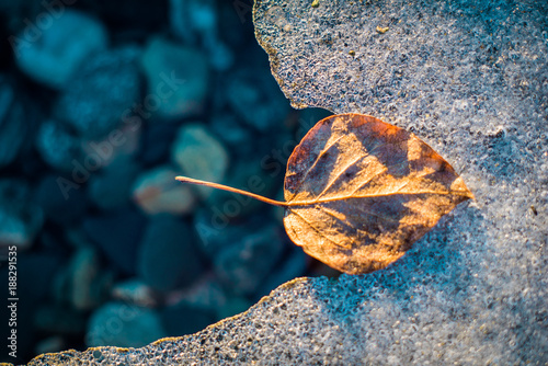 Leaf on icy river