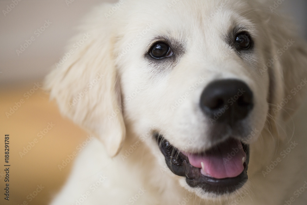 Cute puppy labrador