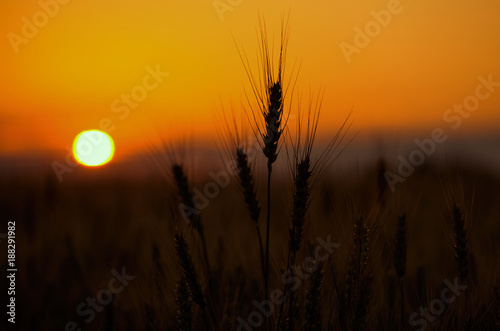 Spikelets of wheat close up on a background sunset. Grain harvest in summer.