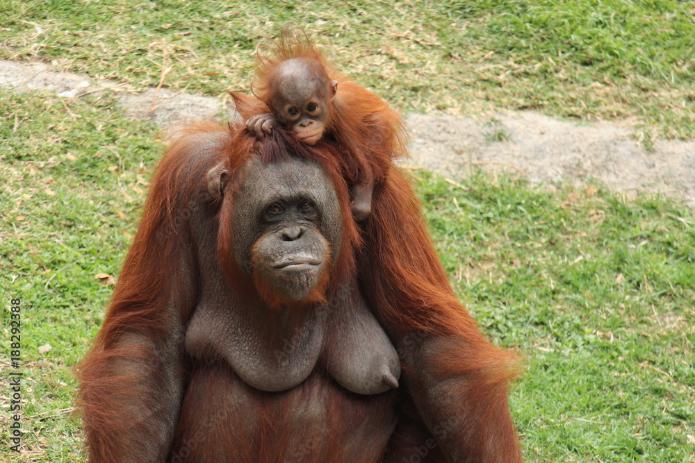 Madre orangután con bebé en la cabeza, ambos con una hermosa y tierna mirada en el zoológico