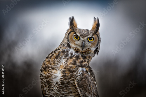 Grey Horned Owl