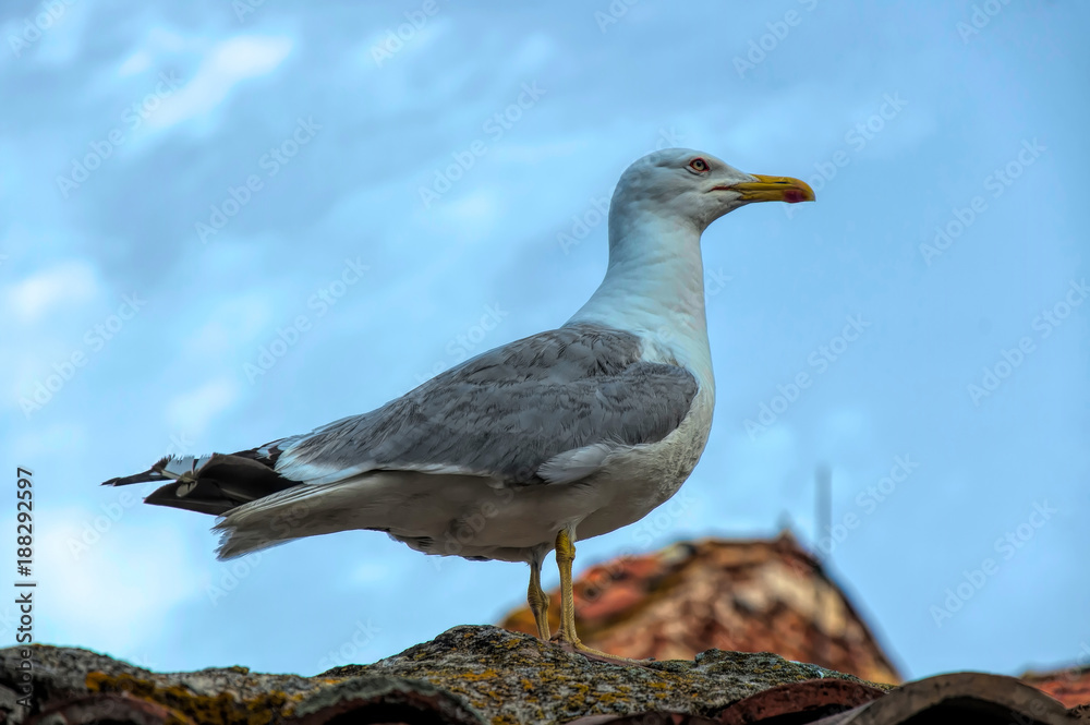 Obraz premium Seagull