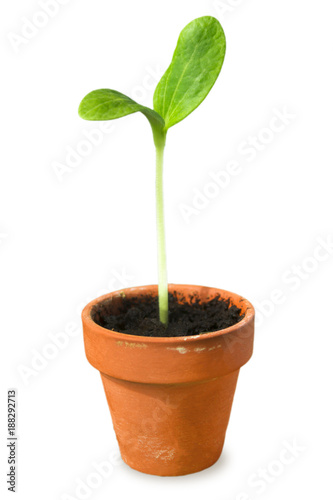Young plant, seedling in pot isolated on white. Little squash plant in a small flower pot.