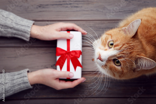 Valokuvatapetti Female hand with gift box and ginger cat on grey background
