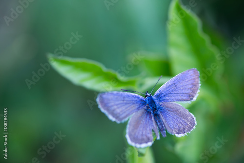 Closeup blue copper butterfly on green leaves with blurred background