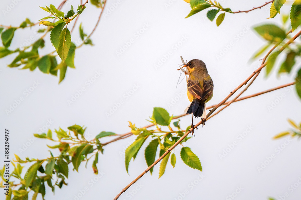 Fototapeta premium Western Yellow Wagtail or Motacilla flava on tree