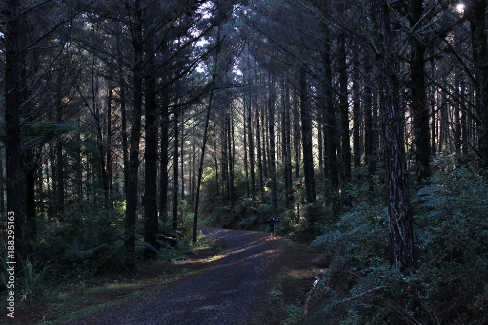 Fototapeta premium Wald