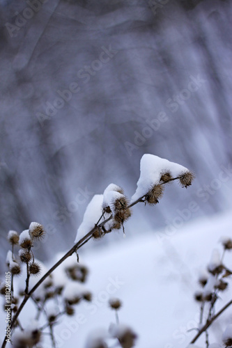 chardons en hiver photo