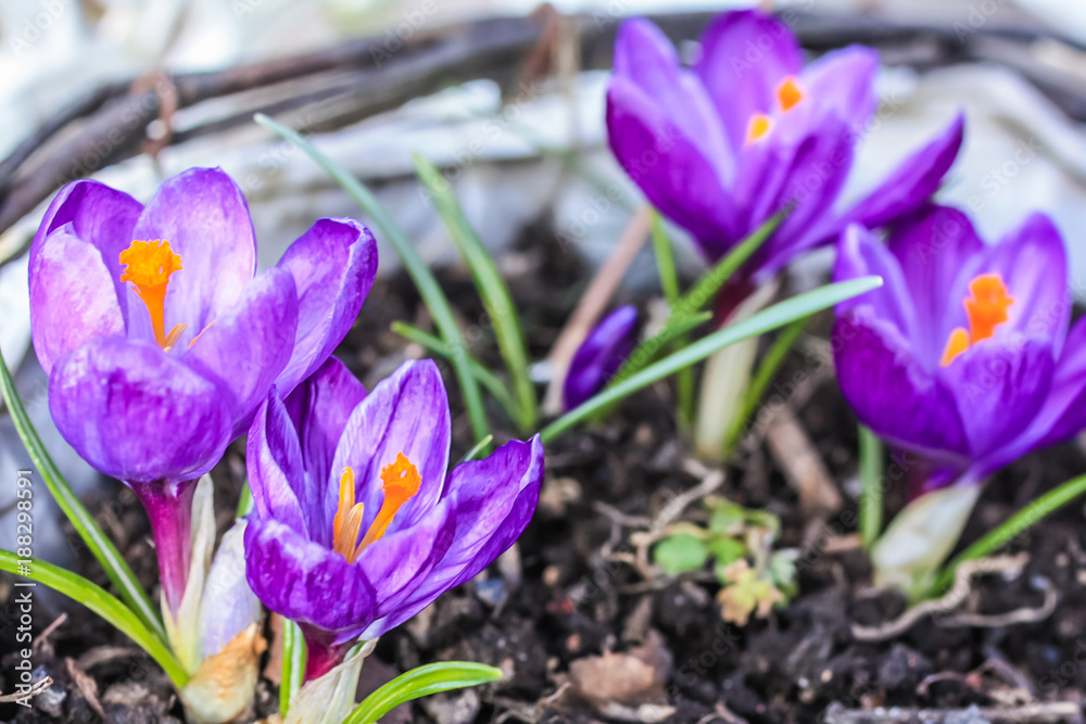 Beautiful violet cracuses in the garden