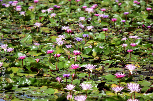pile of water lily in pond