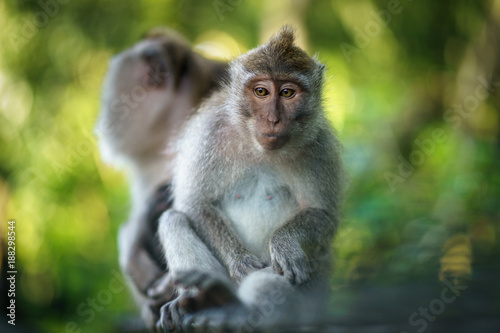 Macaque Monkey © mark galer