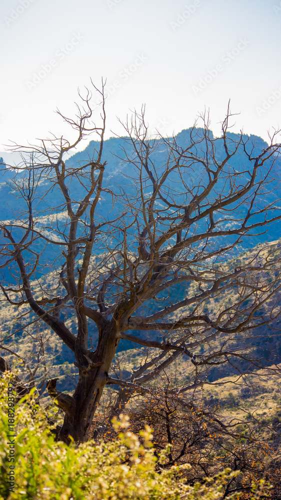 Dead tree Dead tree