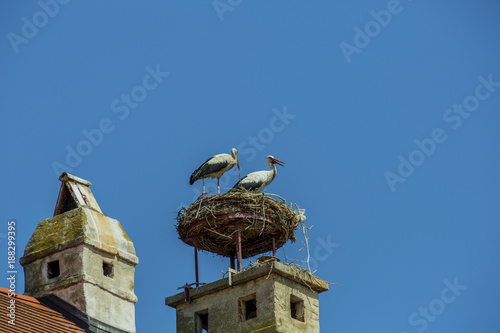 austria, rust. nest of a stork