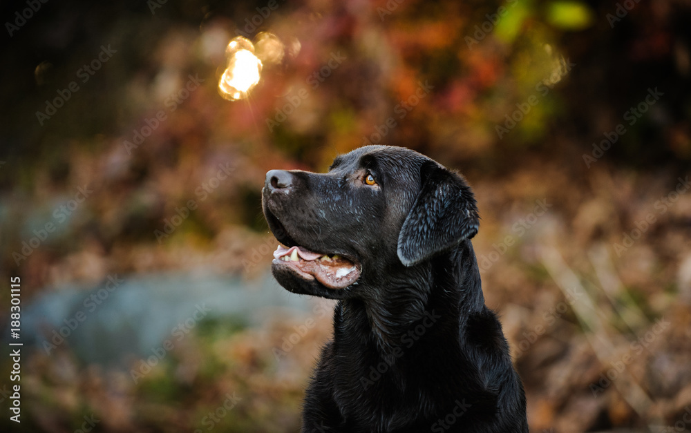 Chocolate Labrador Retriever dog outdoor portrait in forest