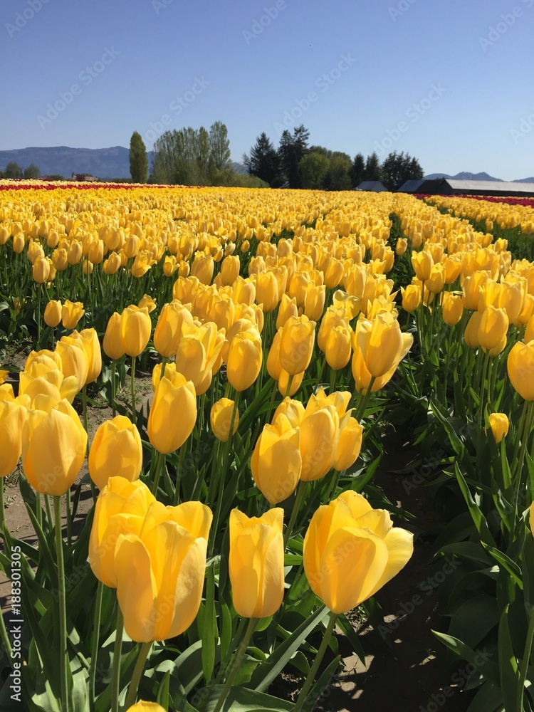 Obraz premium Tulip Field