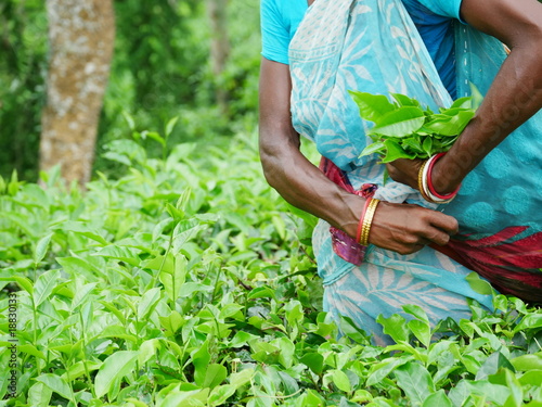 Fotografie tea picker close up