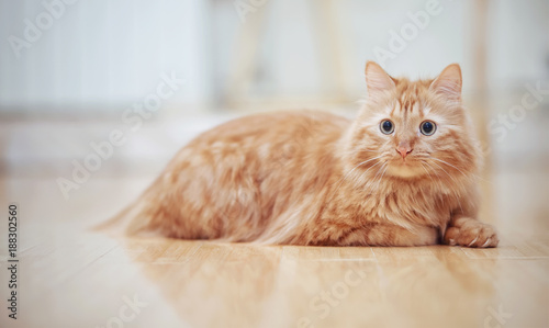 Fototapeta Naklejka Na Ścianę i Meble -  The striped red cat lies on a floor.