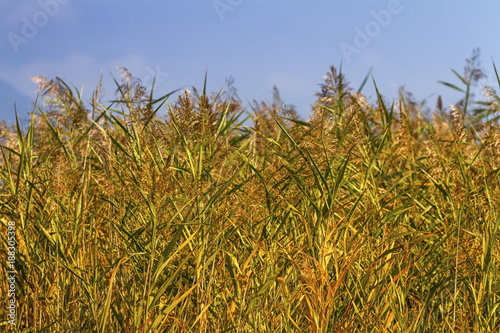 Reeds field background