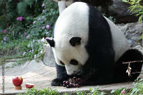 Fototapeta Naklejka Na Ścianę i Meble -  Male Giant Panda in Thailand having grapefruit for lunch