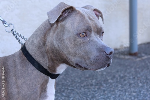 GRAY AND WHITE PITBULL TERRIER