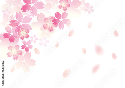 優しい桜 和柄 白