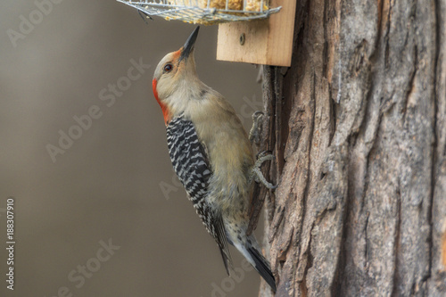 Red-bellied Woodpecker on suet feeder.